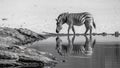 A zebra drinking water from a pond in the snow, AI Royalty Free Stock Photo