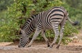 Zebra drinking water at a watering hole