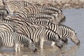 Zebra drinking at a waterhole. Royalty Free Stock Photo