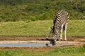 Zebra drinking