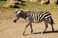 Zebra. Dublin zoo. Ireland