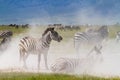 Zebra dust bath Royalty Free Stock Photo