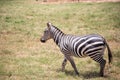 Zebra from East Africa. Zebra in the wild, taken on a safari in Kenya Royalty Free Stock Photo