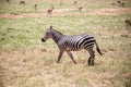 Zebra from East Africa. Zebra in the wild, taken on a safari in Kenya Royalty Free Stock Photo