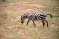 Zebra from East Africa. Zebra in the wild, taken on a safari in Kenya Royalty Free Stock Photo