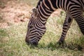 Zebra from East Africa. Zebra in the wild, taken on a safari in Kenya Royalty Free Stock Photo