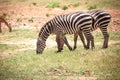 Zebra from East Africa. Zebra in the wild, taken on a safari in Kenya Royalty Free Stock Photo