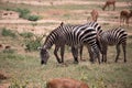 Zebra from East Africa. Zebra in the wild, taken on a safari in Kenya Royalty Free Stock Photo