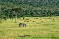 Zebra eat on green Gras. Animals in wild in Kenya National Park. Africa. An African safari adventure. Royalty Free Stock Photo