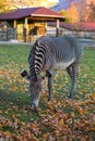 Zebra eating autumn fallen leaves in a city park.