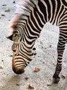 Zebra eating Royalty Free Stock Photo