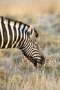 Zebra eating Royalty Free Stock Photo