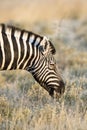 Zebra eating