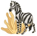 Zebra eating dry leaves in africa or savannah