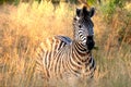 Zebra Eating Grass Royalty Free Stock Photo