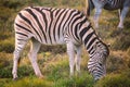 Zebra eating grass in Addo National Park, South Africa Royalty Free Stock Photo