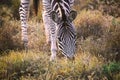 Zebra eating grass in Addo National Park, South Africa Royalty Free Stock Photo