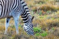 Zebra eating grass in Addo National Park, South Africa Royalty Free Stock Photo