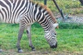 Zebra eating grass Royalty Free Stock Photo