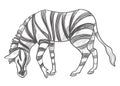 Zebra eating grass, herbivore animal monochrome