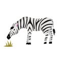 zebra eating grass isolated on white, cute animal illustration for children