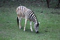 Zebra eating grass