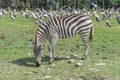 Zebra eating grass Royalty Free Stock Photo