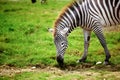Zebra Royalty Free Stock Photo