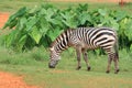 Zebra is eating grasses