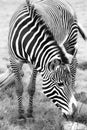 Zebra eating in grassland, Black and White Royalty Free Stock Photo
