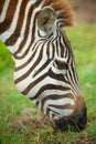 Zebra eating green grass Royalty Free Stock Photo