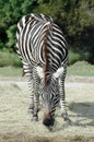 Zebra Eating Hay Royalty Free Stock Photo