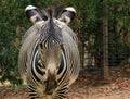 Zebra eating hay at the zoo