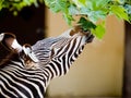 Zebra eating leaves Royalty Free Stock Photo
