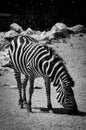 Zebra is eating Lunch. Royalty Free Stock Photo