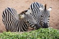 Zebra eating morning glory. Royalty Free Stock Photo