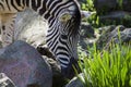 Zebra eating plants Royalty Free Stock Photo