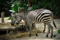 Zebra eating in Singapore Zoo Royalty Free Stock Photo