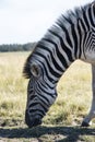 Zebra eating Royalty Free Stock Photo