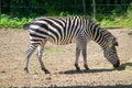 Zebra Royalty Free Stock Photo