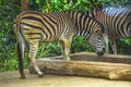 Zebra eating at the zoo Royalty Free Stock Photo