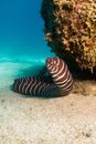 Zebra eel, Baja Reefs. Royalty Free Stock Photo