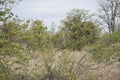 Zebra and elephant hiding in the bush, Kruger National Park, South Africa Royalty Free Stock Photo