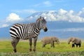 Zebra on elephant and Kilimanjaro background Royalty Free Stock Photo