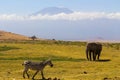 Zebra and elephant in the savanna, Mount Kilimanjaro in the background, Tanzania, Africa Royalty Free Stock Photo