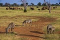 Zebra and elephants on the african savannah Royalty Free Stock Photo