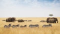 Zebra and Elephants Walking in Kenya Grasslands Royalty Free Stock Photo