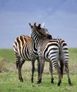 Zebra Embrace Royalty Free Stock Photo