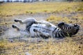 Zebra enjoying an early morning dust bath Royalty Free Stock Photo