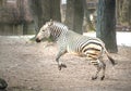 Zebra Equus burchell's running and jumping with snow in the background. Royalty Free Stock Photo